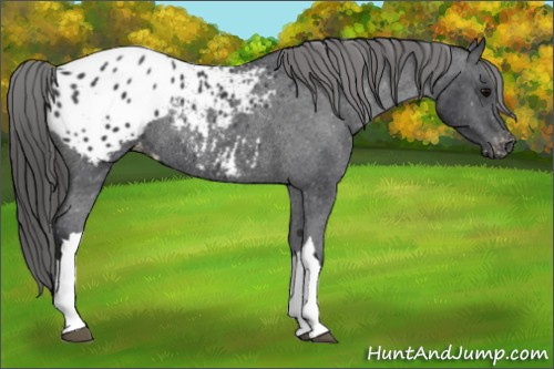 Horse Color: Black Blanket Rabicano 