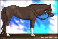 Horse Color:Liver Chestnut 