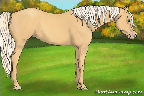 Horse Color:Gold Cream Champagne 