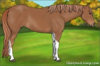 Horse Color:Chestnut Tobiano Rabicano 
