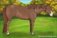 Horse Color:Chestnut Sabino 