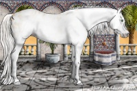 Horse Color:Gray Silver Amber Cream Champagne Roan Dun Splash Tobiano Frame Appaloosa Rabicano 