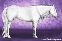 Horse Color:Gray Silver Amber Cream Champagne Roan Dun Splash Tobiano Frame Appaloosa Rabicano 