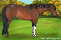 Horse Color:Bay Rabicano 