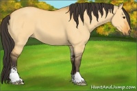 Horse Color:Buckskin Dun Sabino 