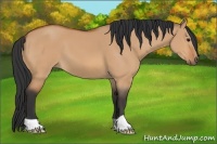 Horse Color:Bay Dun 