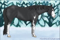 Horse Color:Black Sabino 
