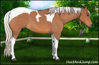 Horse Color:Silver Bay Roan Tobiano 