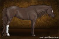 Horse Color:Liver Chestnut 