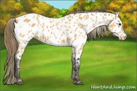 Horse Color:Buckskin Near Leopard 