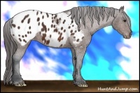 Horse Color:Bay Appaloosa 
