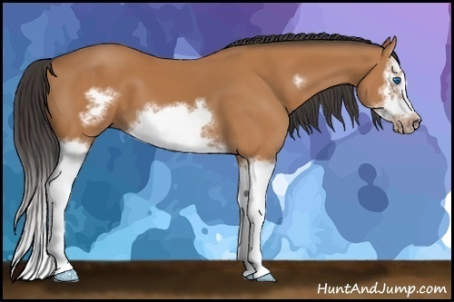 Horse Color: Bay Splash Frame 