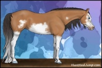 Horse Color:Bay Splash Frame 