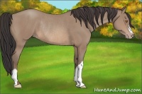 Horse Color:Sable Champagne Rabicano 