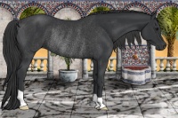 Horse Color:Black Rabicano 