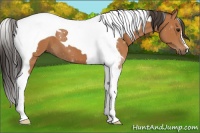 Horse Color:Bay Tobiano 