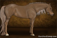 Horse Color:Chocolate Palomino 