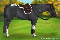 Horse Color:Black Tobiano Rabicano