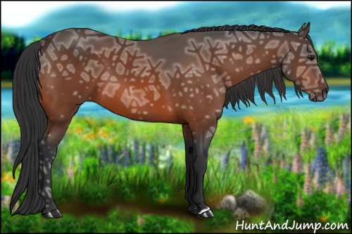 Horse Color: Bay Ice 