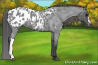 Horse Color:Blue Roan Appaloosa 