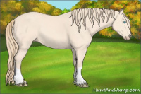 Horse Color:Perlino Rabicano