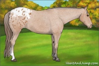 Horse Color:Bay Appaloosa 