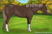 Horse Color:Liver Chestnut 