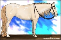 Horse Color:White Spotted Smoky Black Pearl Sabino Rabicano 