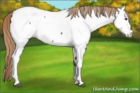 Horse Color:Liver Chestnut Near Fewspot 