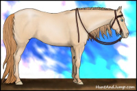 Horse Color:Buckskin Pearl 