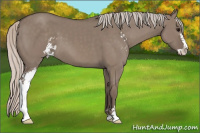 Horse Color:Silver Grullo Sabino 
