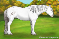 Horse Color:Bay Splash Tobiano Appaloosa