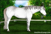 Horse Color:Gray White Spotted Silver Black Sabino 