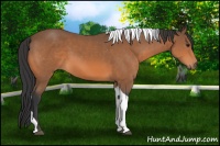 Horse Color:Bay Tobiano 