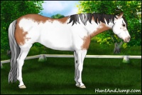 Horse Color:Bay Sabino Splash Frame 