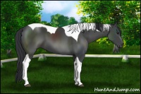 Horse Color:Black Sabino Tobiano 