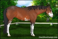 Horse Color:Bay Sabino 