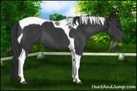 Horse Color:Black Sabino Tobiano 