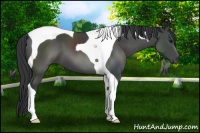 Horse Color:Black Tobiano 