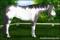 Horse Color:Grullo Sabino Frame 