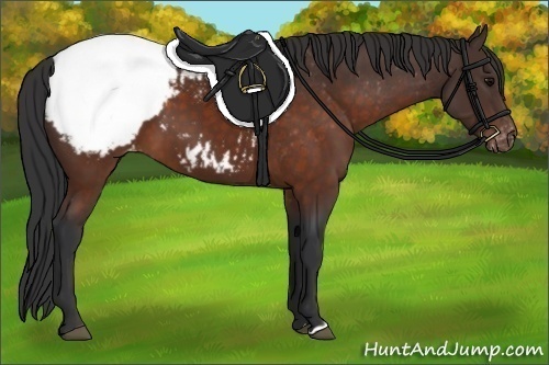 Horse Color: Brown Snowcap 