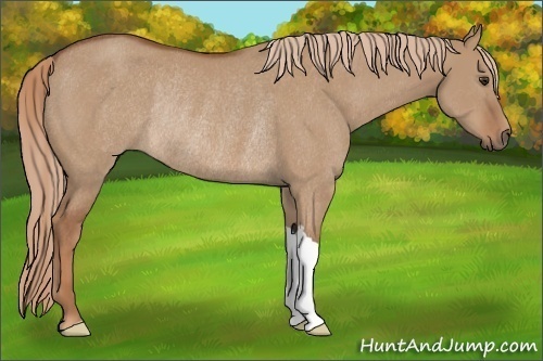 Horse Color: Red Dun Rabicano 