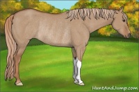 Horse Color:Red Dun Rabicano