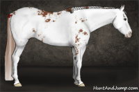 Horse Color:Liver Chestnut Sabino