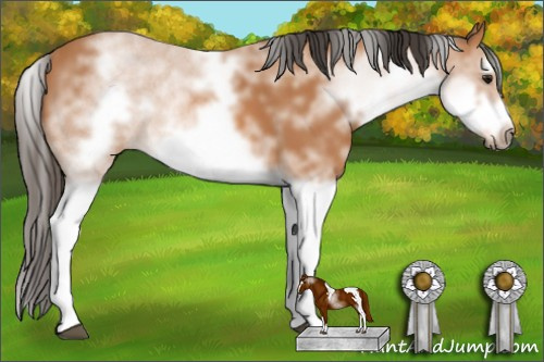 Horse Color: White Spotted Bay Splash Frame 