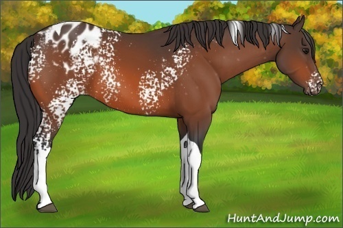 Horse Color:White Spotted Bay Tobiano Appaloosa 