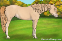 Horse Color:Gold Champagne 