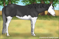 Horse Color:Black Splash 