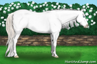 Horse Color:Perlino Appaloosa