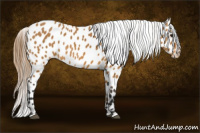 Horse Color:Buckskin Near Leopard 